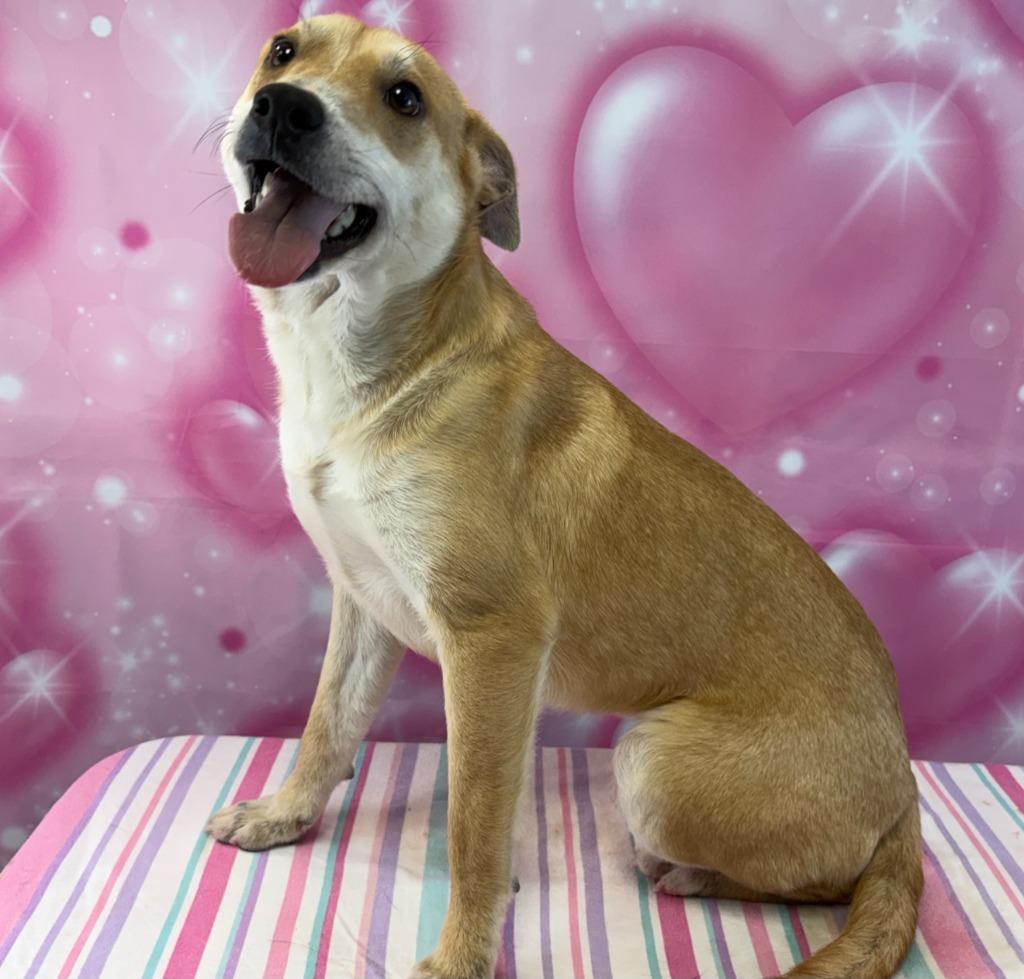 Enlarge Pup Tart, a Adoptable mixed breed in Nacogdoches, TX image 2/3