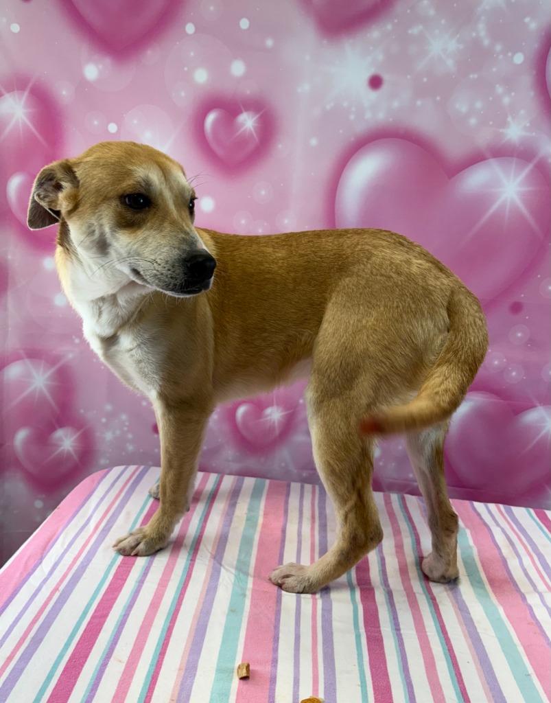 Enlarge Pup Tart, a Adoptable mixed breed in Nacogdoches, TX image 3/3