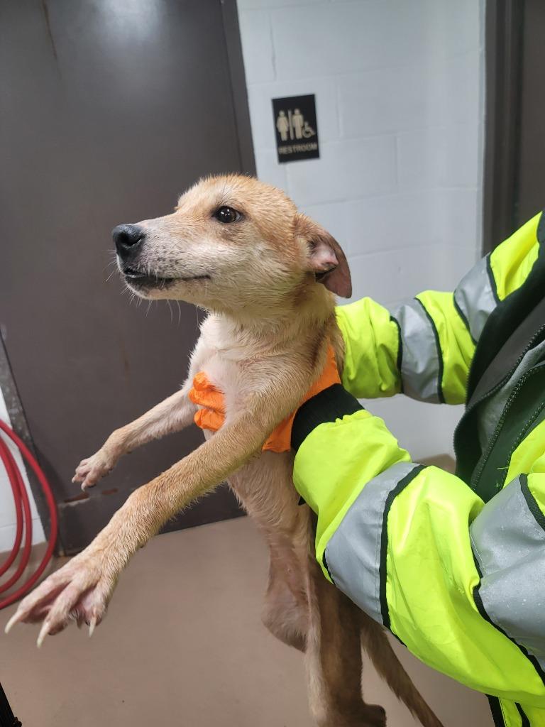 Pup Tart, Adoptable, Puppy Female Shepherd.