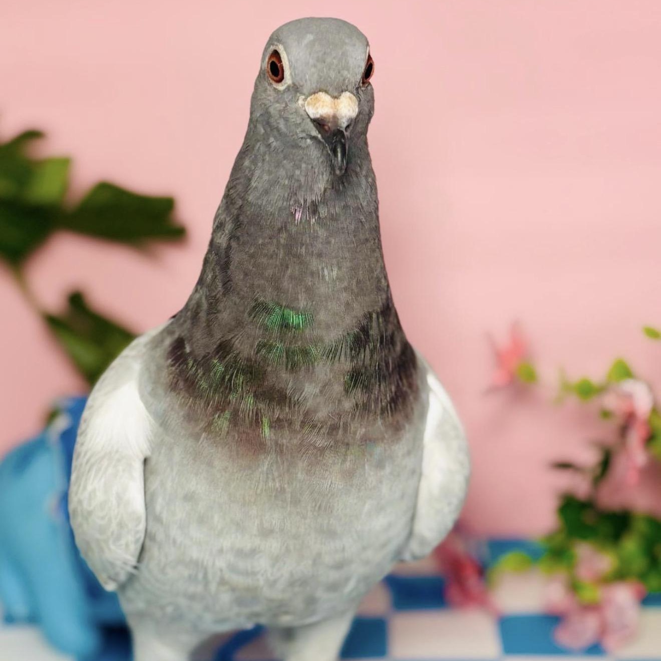 Enlarge Butterscotch , a ADOPTABLE Pigeon in Chicago, IL image 2/5