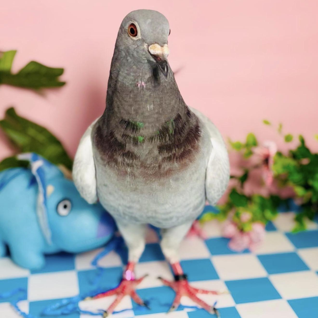 Butterscotch , ADOPTABLE, Adult Unknown Pigeon.