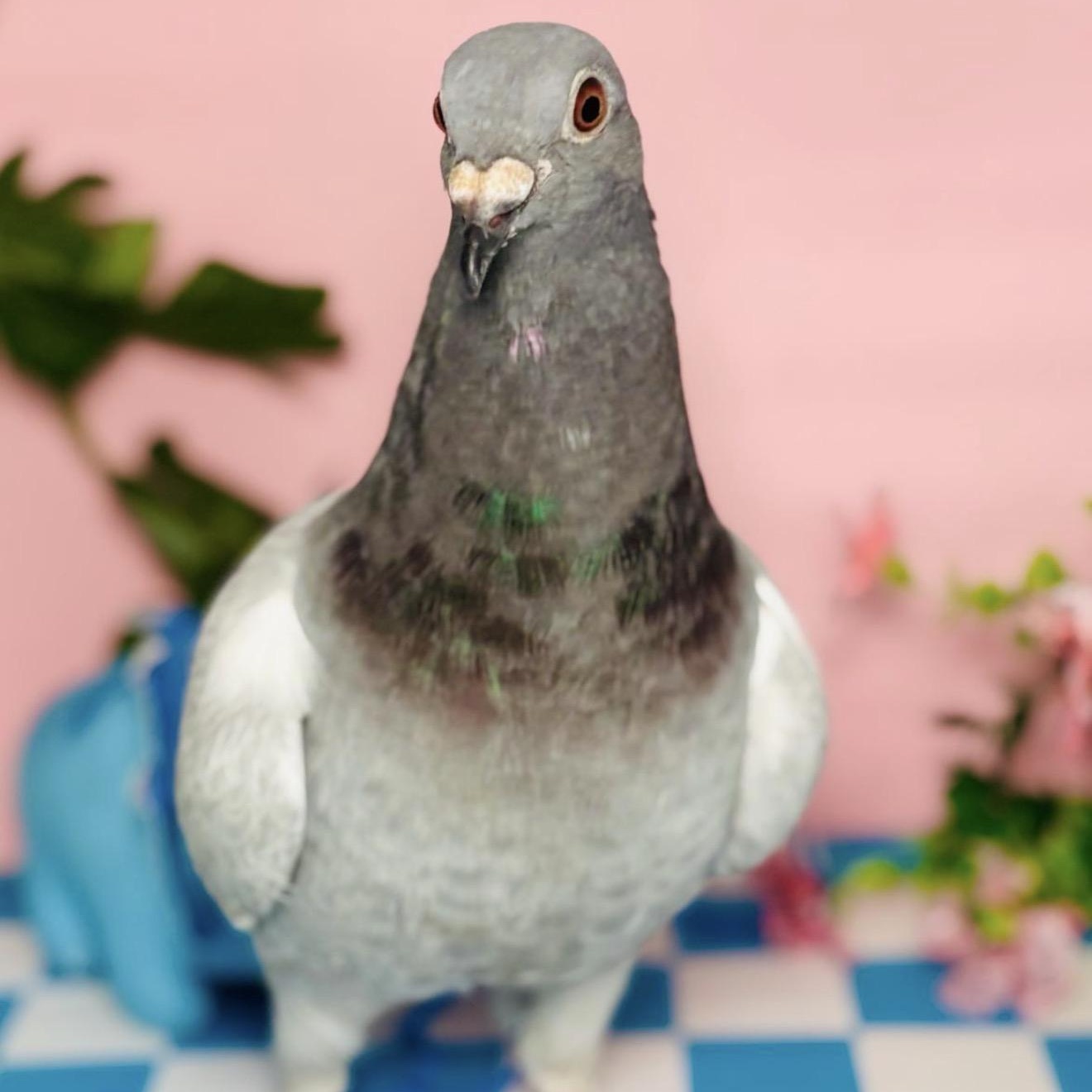 Enlarge Butterscotch , a ADOPTABLE Pigeon in Chicago, IL image 5/5