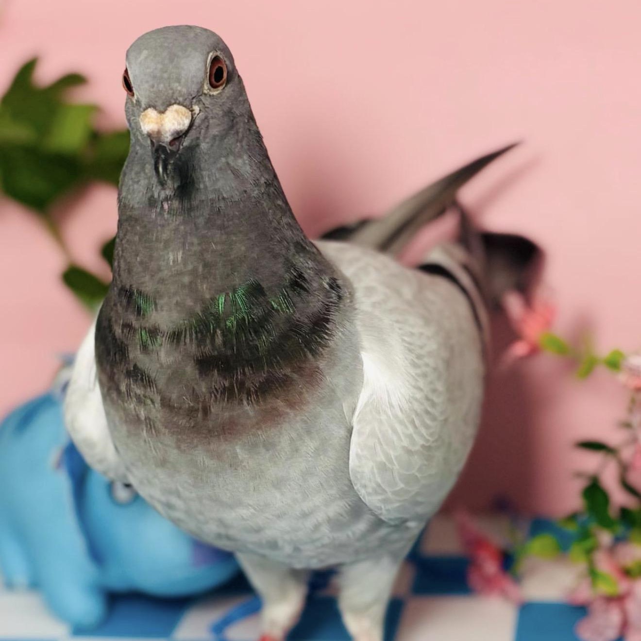 Enlarge Butterscotch , a ADOPTABLE Pigeon in Chicago, IL image 4/5