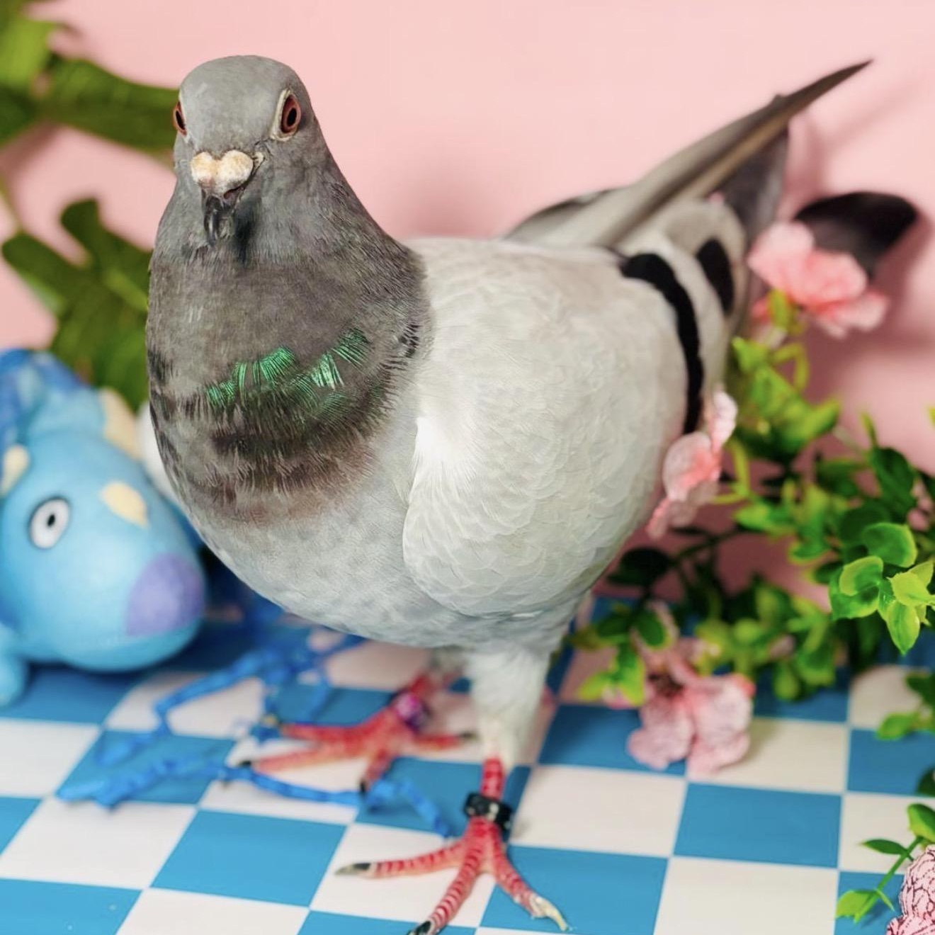 Enlarge Butterscotch , a ADOPTABLE Pigeon in Chicago, IL image 3/5