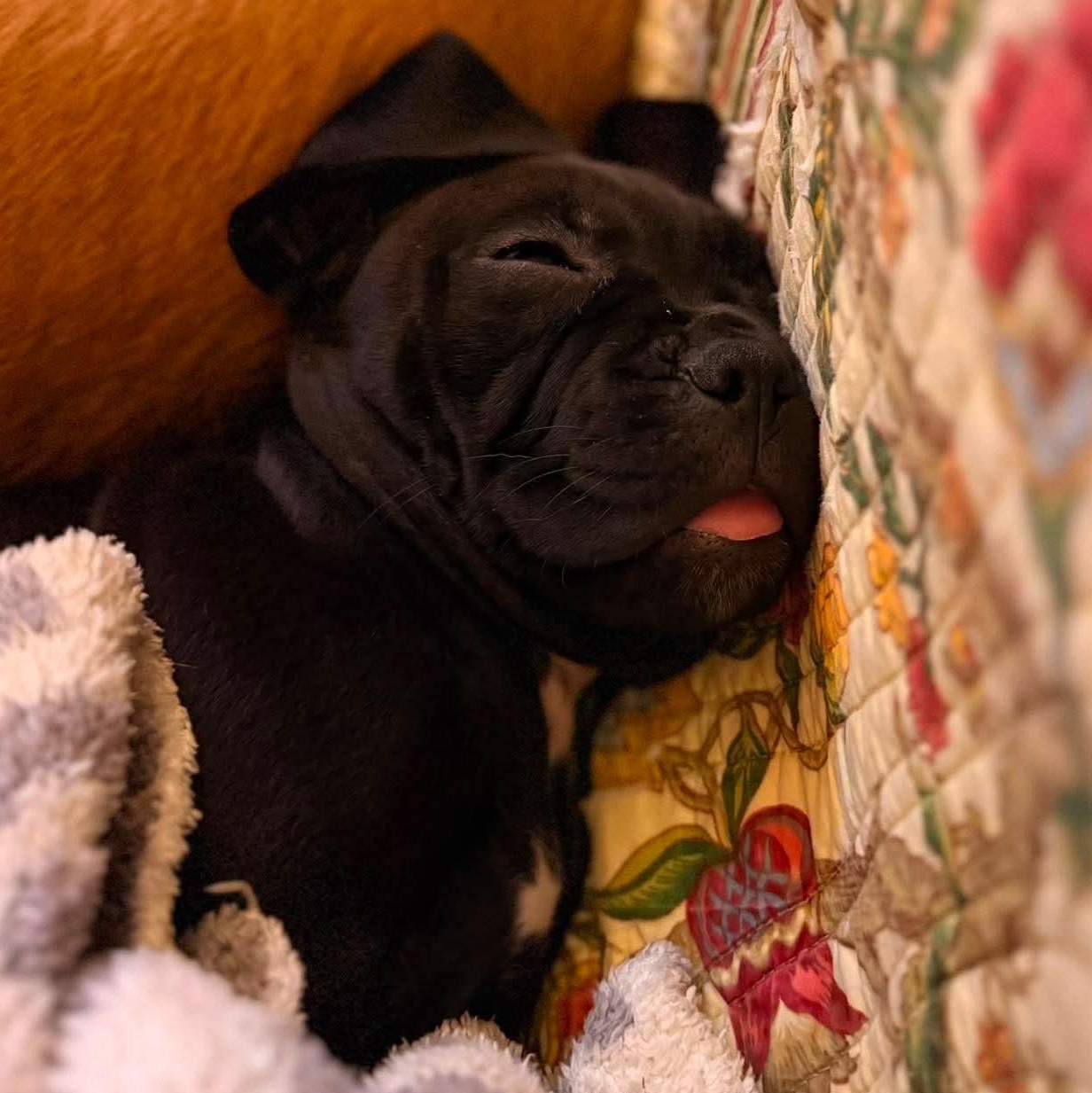Midnight, an adoptable mixed breed in Dunkirk , NY image 3/6