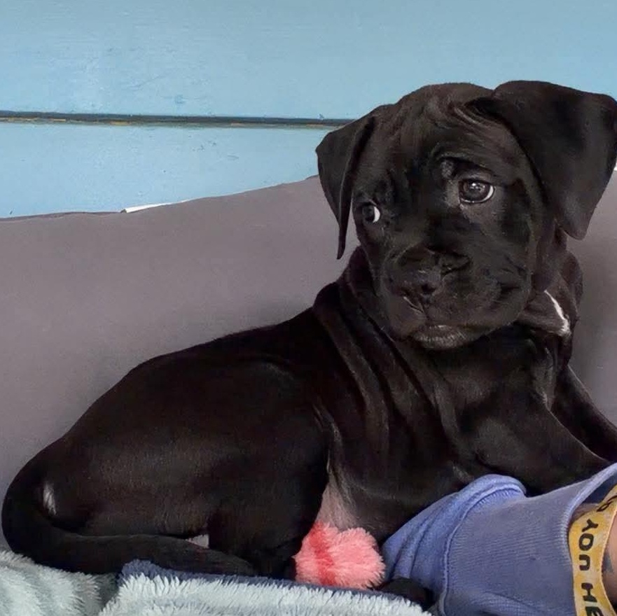 Midnight, an adoptable mixed breed in Dunkirk , NY image 2/6