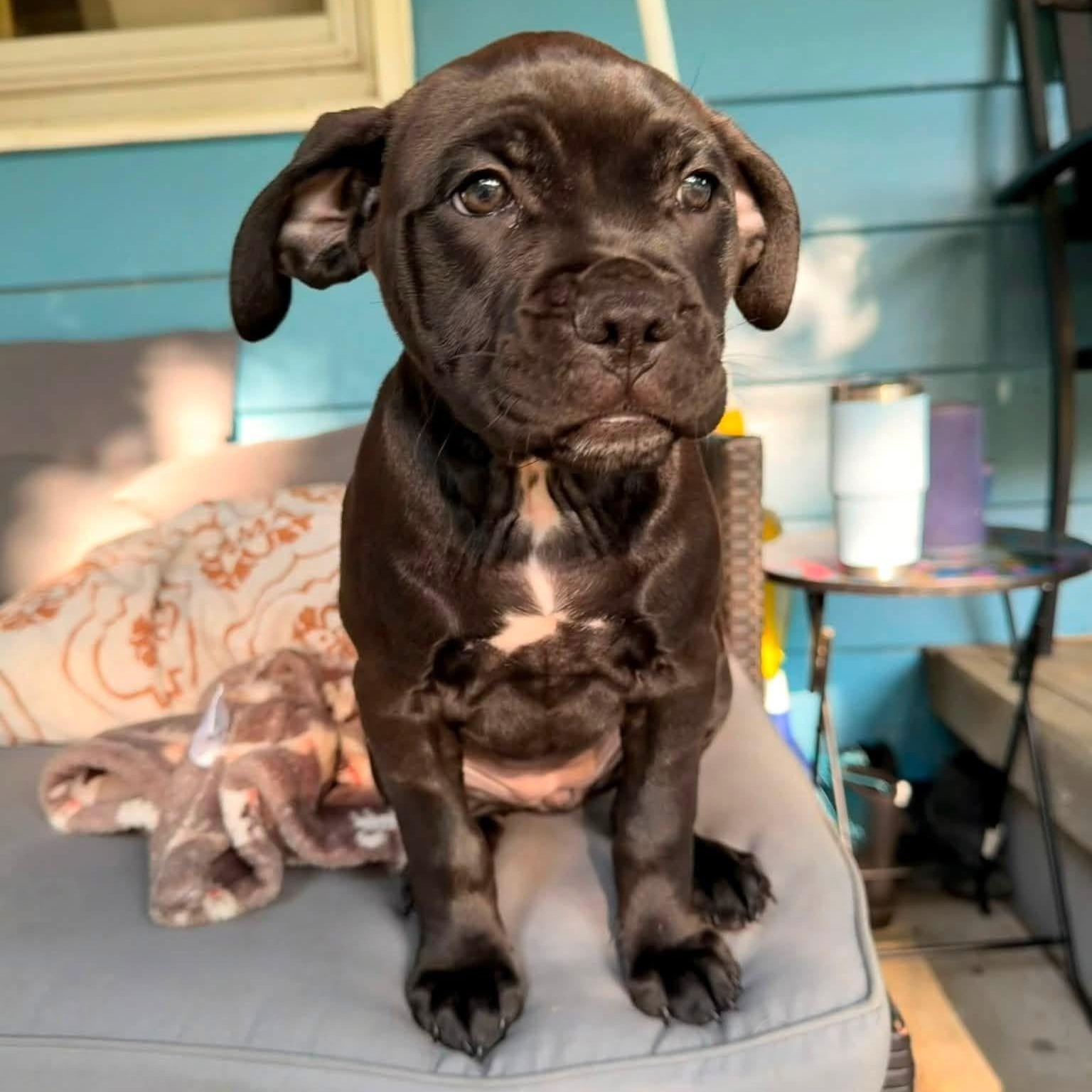 Midnight, an adoptable mixed breed in Dunkirk , NY image 1/6