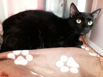 BigCat3, Adoptable, Adult Female Domestic Short Hair & Domestic Short Hair.
