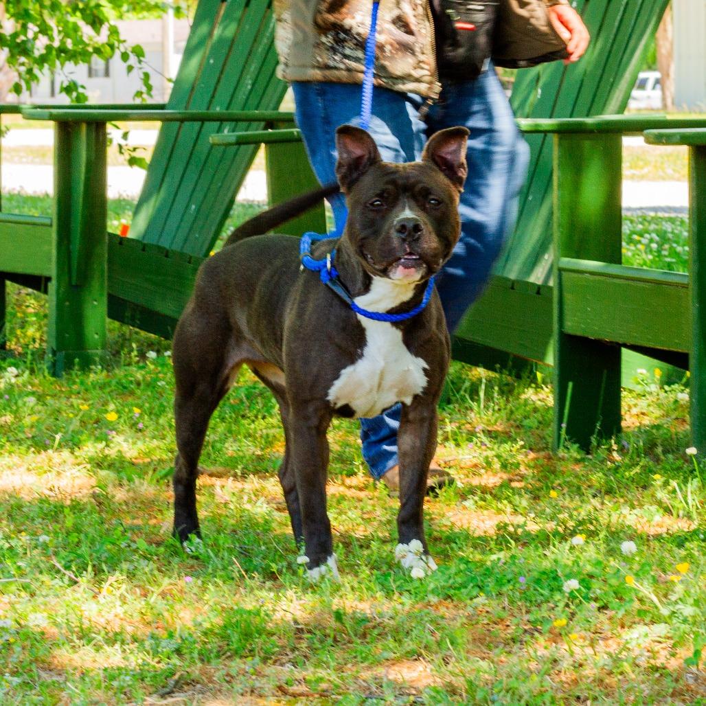 Enlarge Maxine, a Adoptable Pit Bull Terrier in Windsor, VA image 2/6