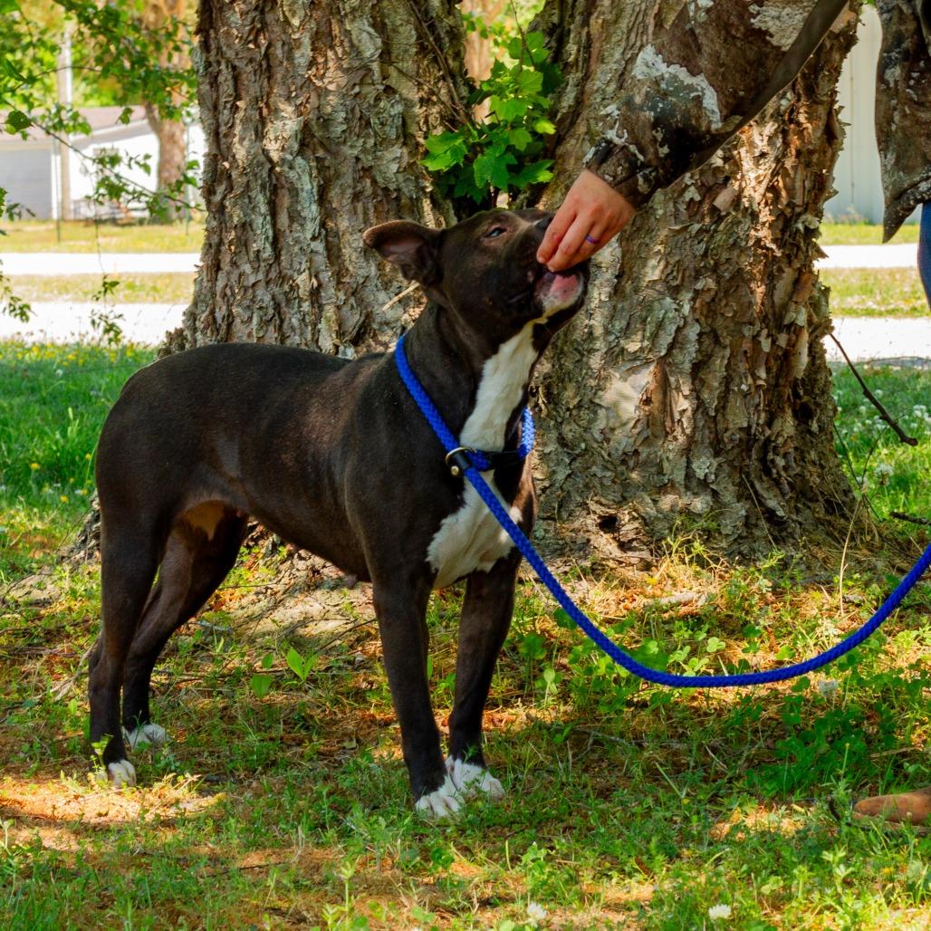 Enlarge Maxine, a Adoptable Pit Bull Terrier in Windsor, VA image 3/6