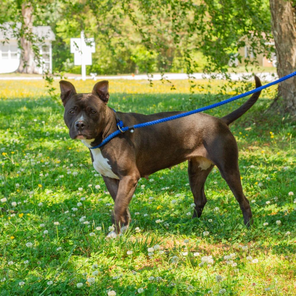 Enlarge Maxine, a Adoptable Pit Bull Terrier in Windsor, VA image 4/6