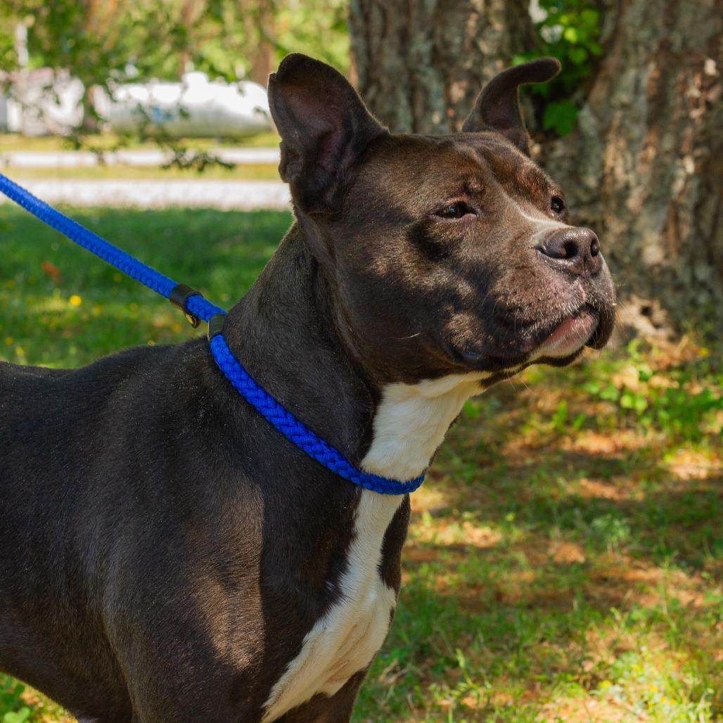 Enlarge Maxine, a Adoptable Pit Bull Terrier in Windsor, VA image 5/6