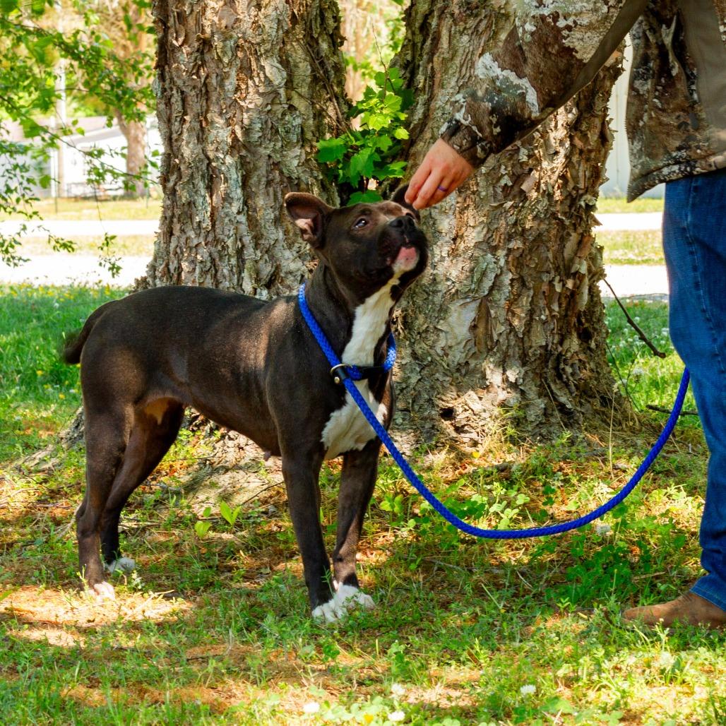 Enlarge Maxine, a Adoptable Pit Bull Terrier in Windsor, VA image 6/6
