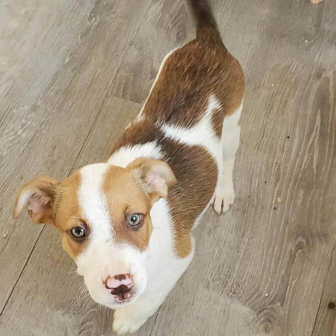 Bo
