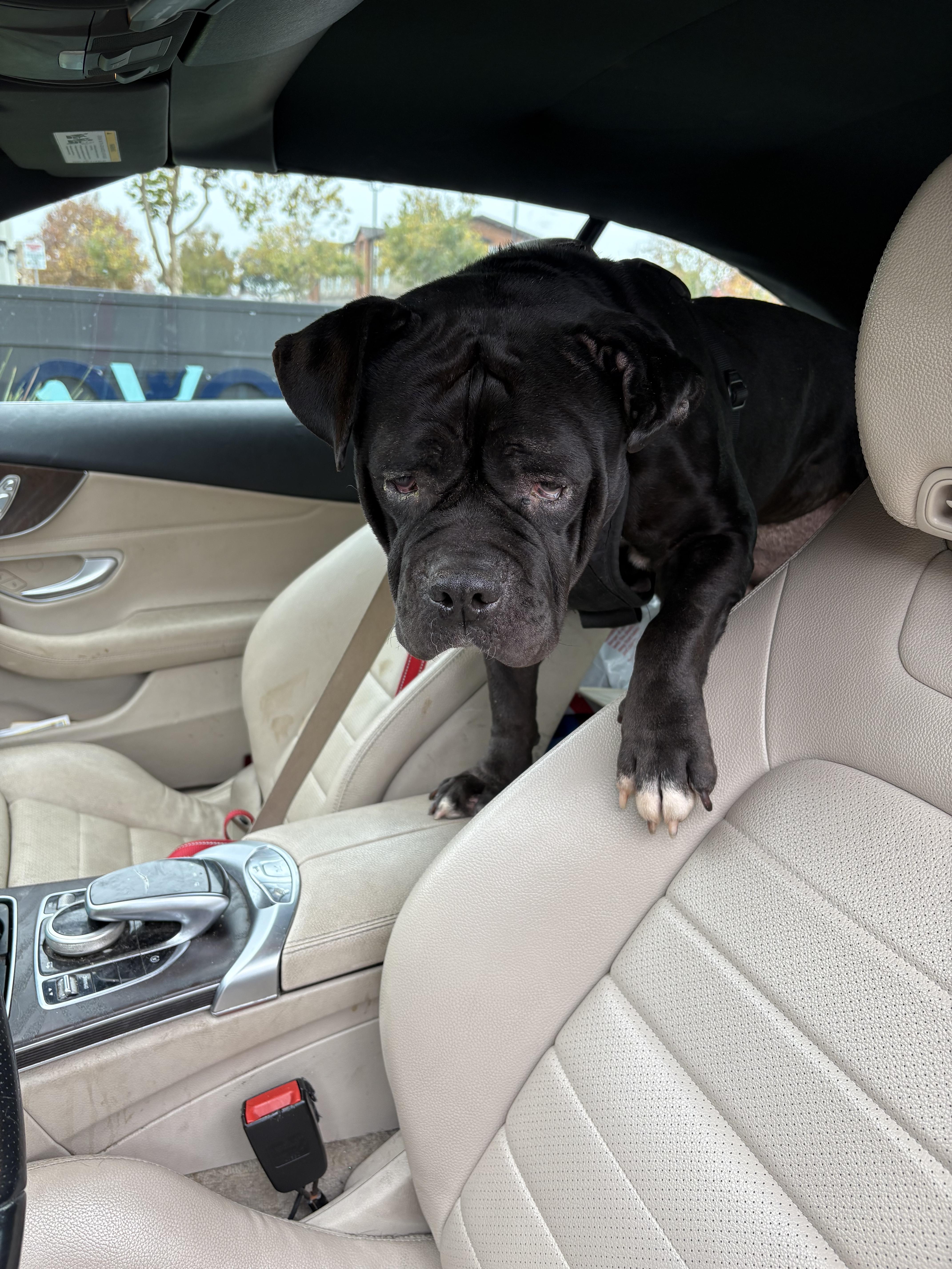 Demi, Adoptable, Adult Female English Bulldog.