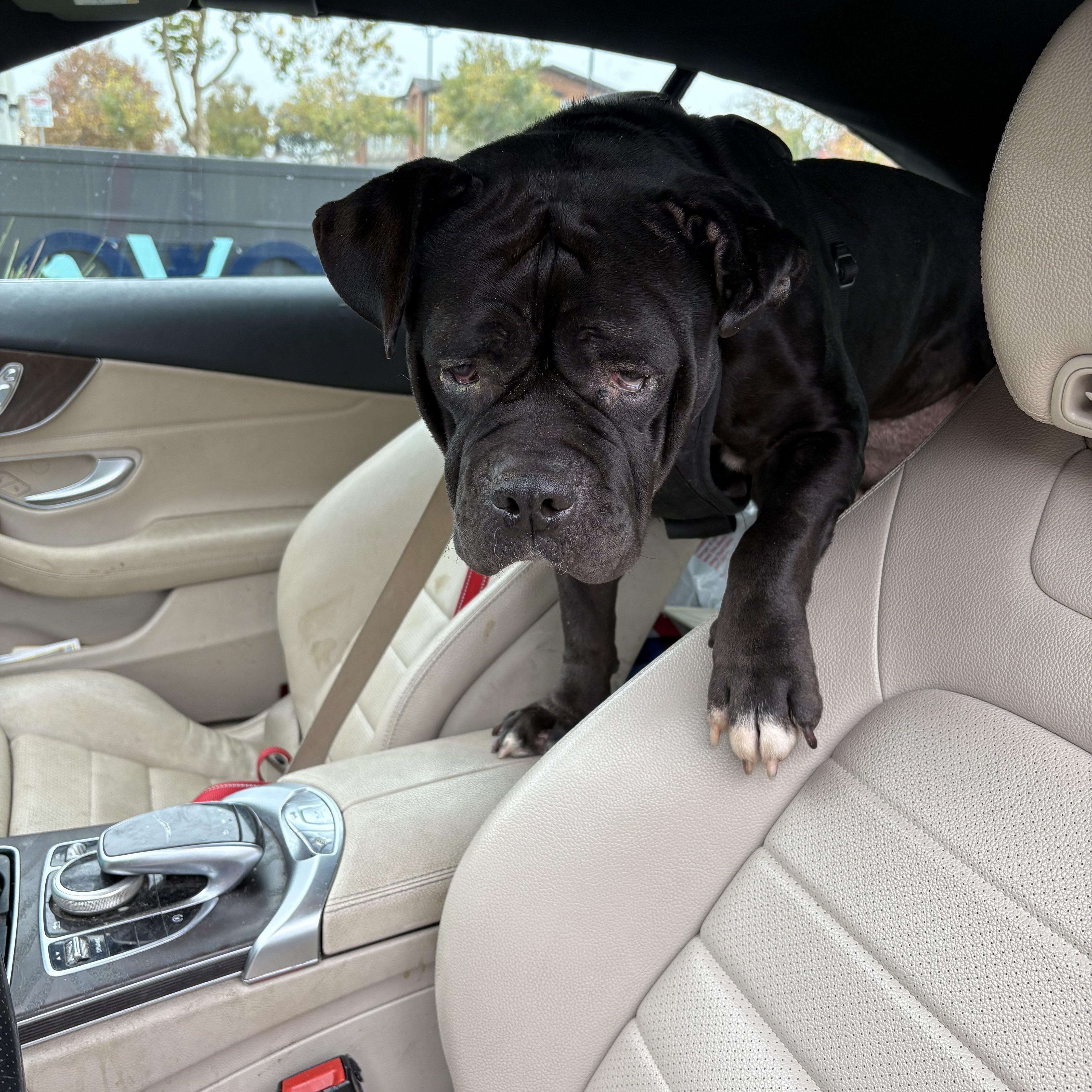 Demi (FOSTER NEEDED), a Adoptable mixed breed in Tracy, CA image 2/5