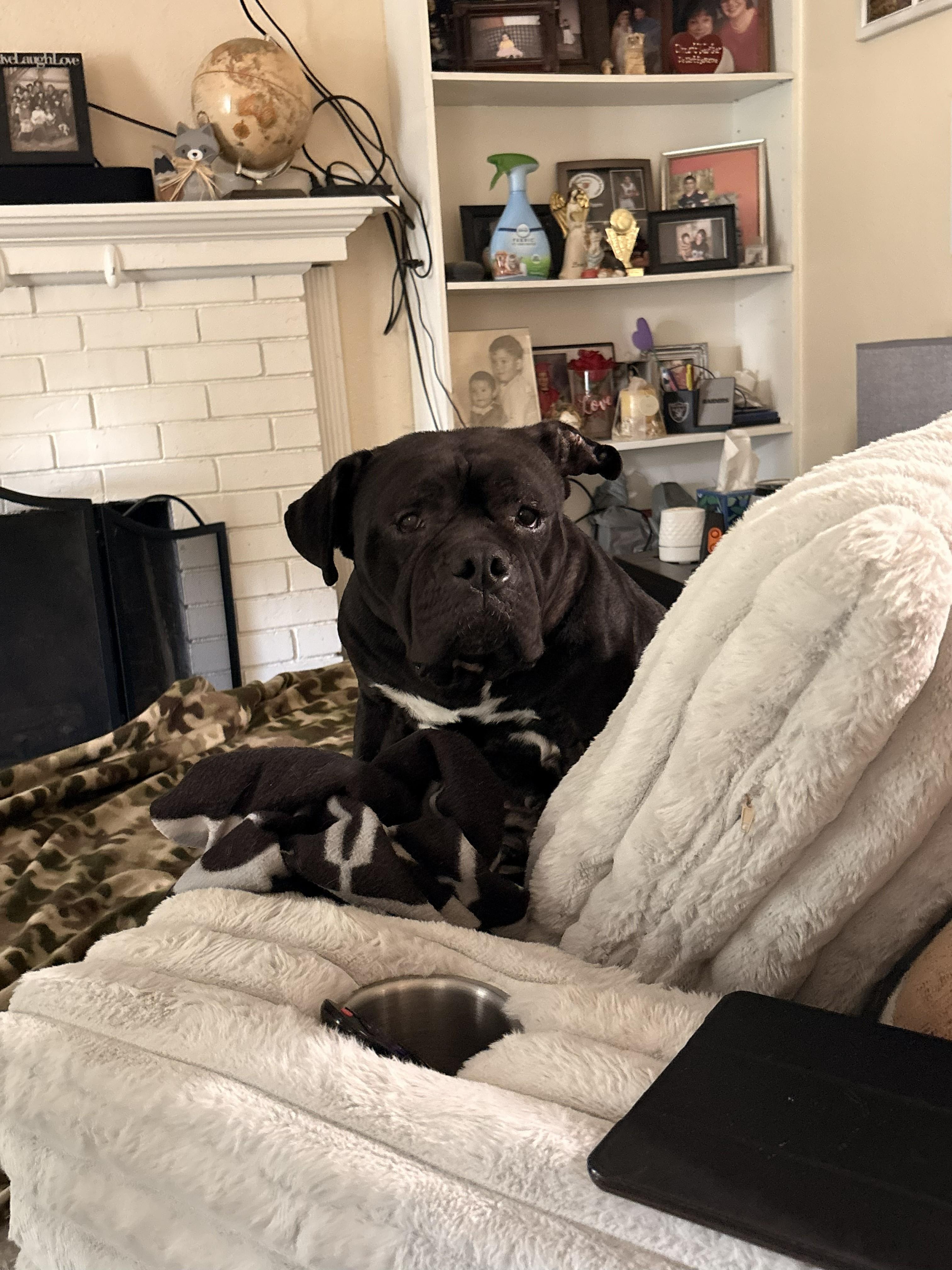 Demi (FOSTER NEEDED), Adoptable, Adult Female English Bulldog.
