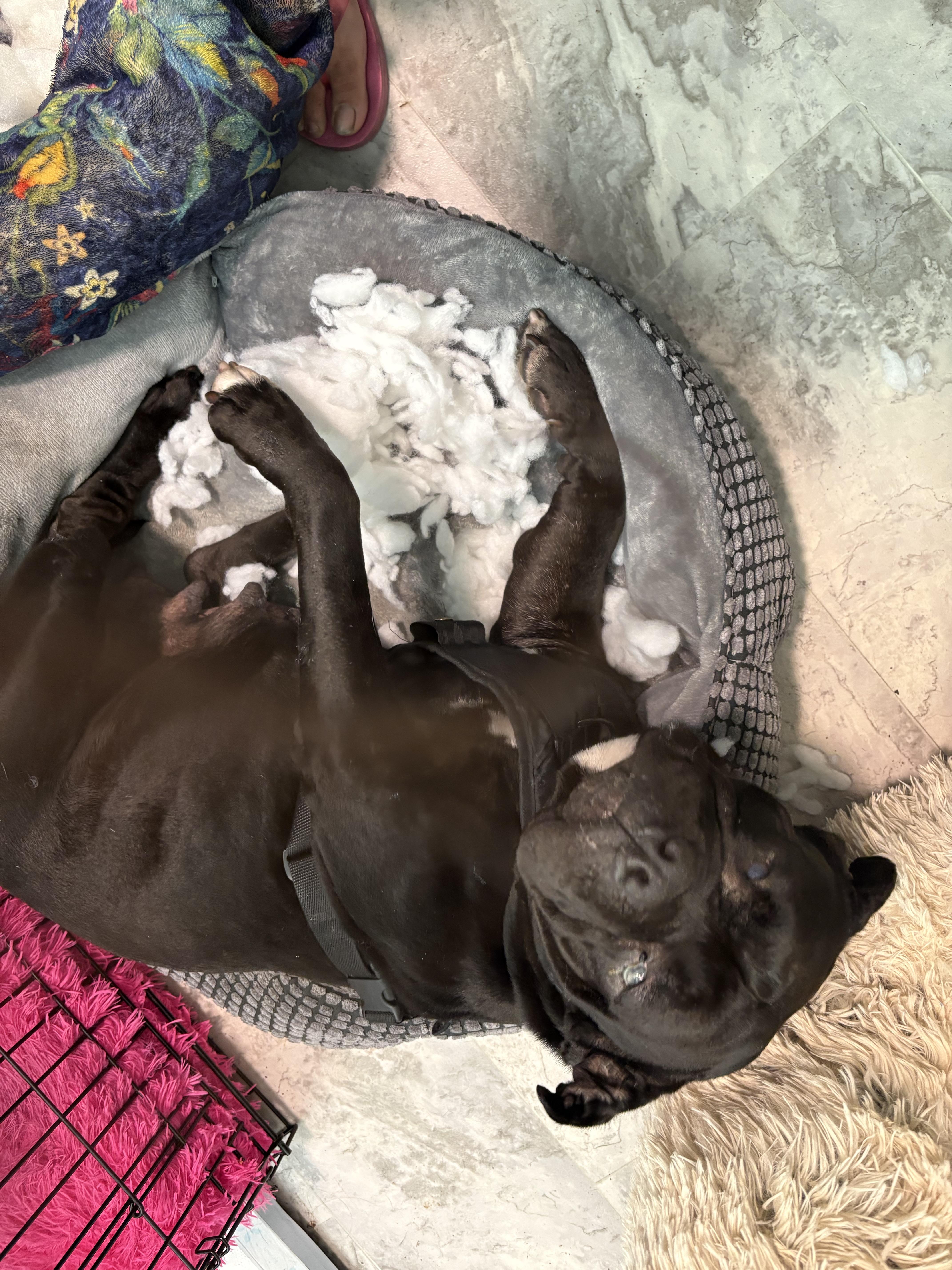 Enlarge Demi, a Adoptable mixed breed in Tracy, CA image 4/6