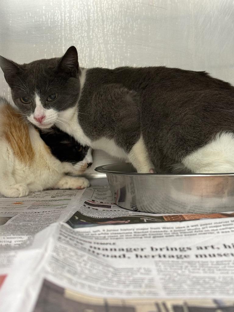 Asher*, Adopted, Kitten Male Domestic Short Hair.