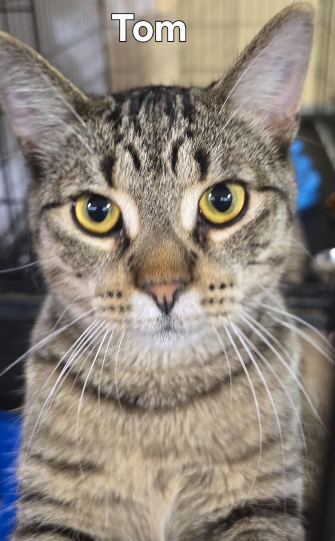Tom, Adoptable, Young Male Tabby & Bengal.