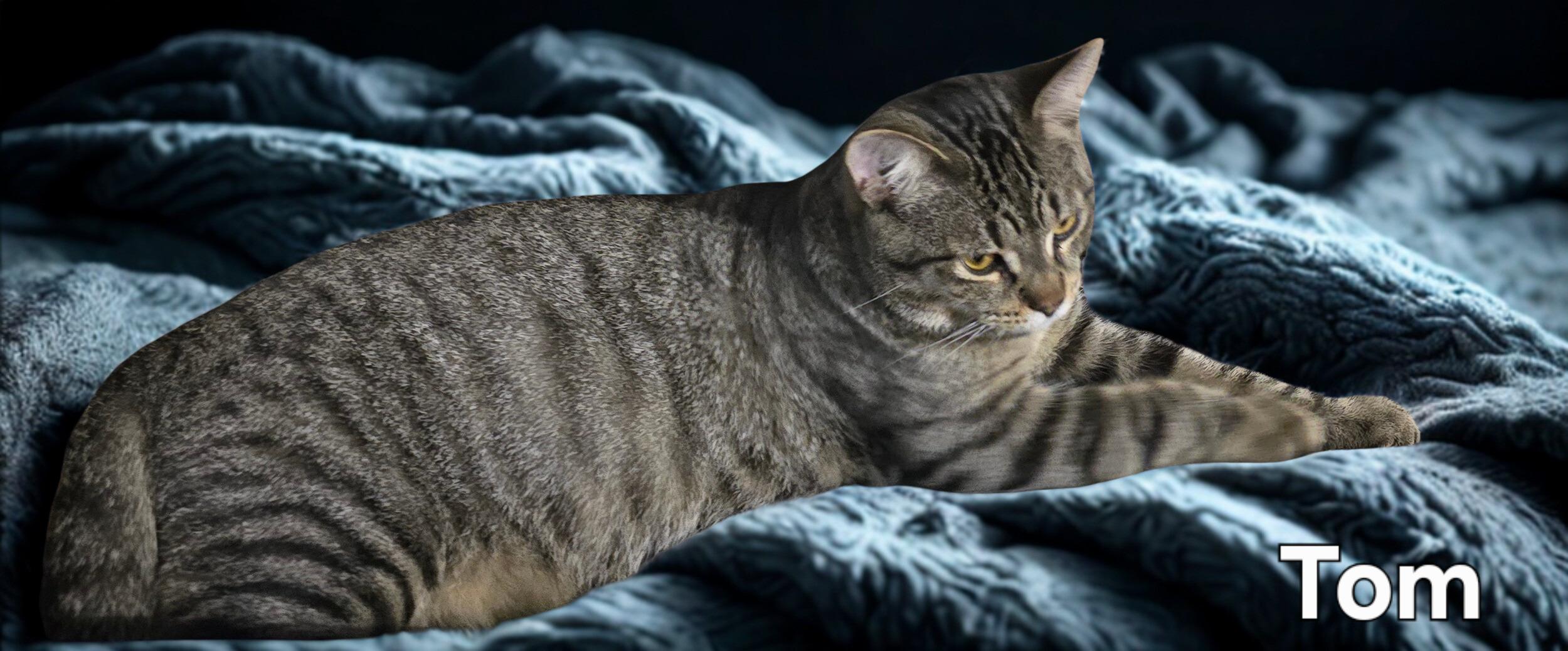 Tom, a Adoptable mixed breed in Stevensville, ON image 2/4