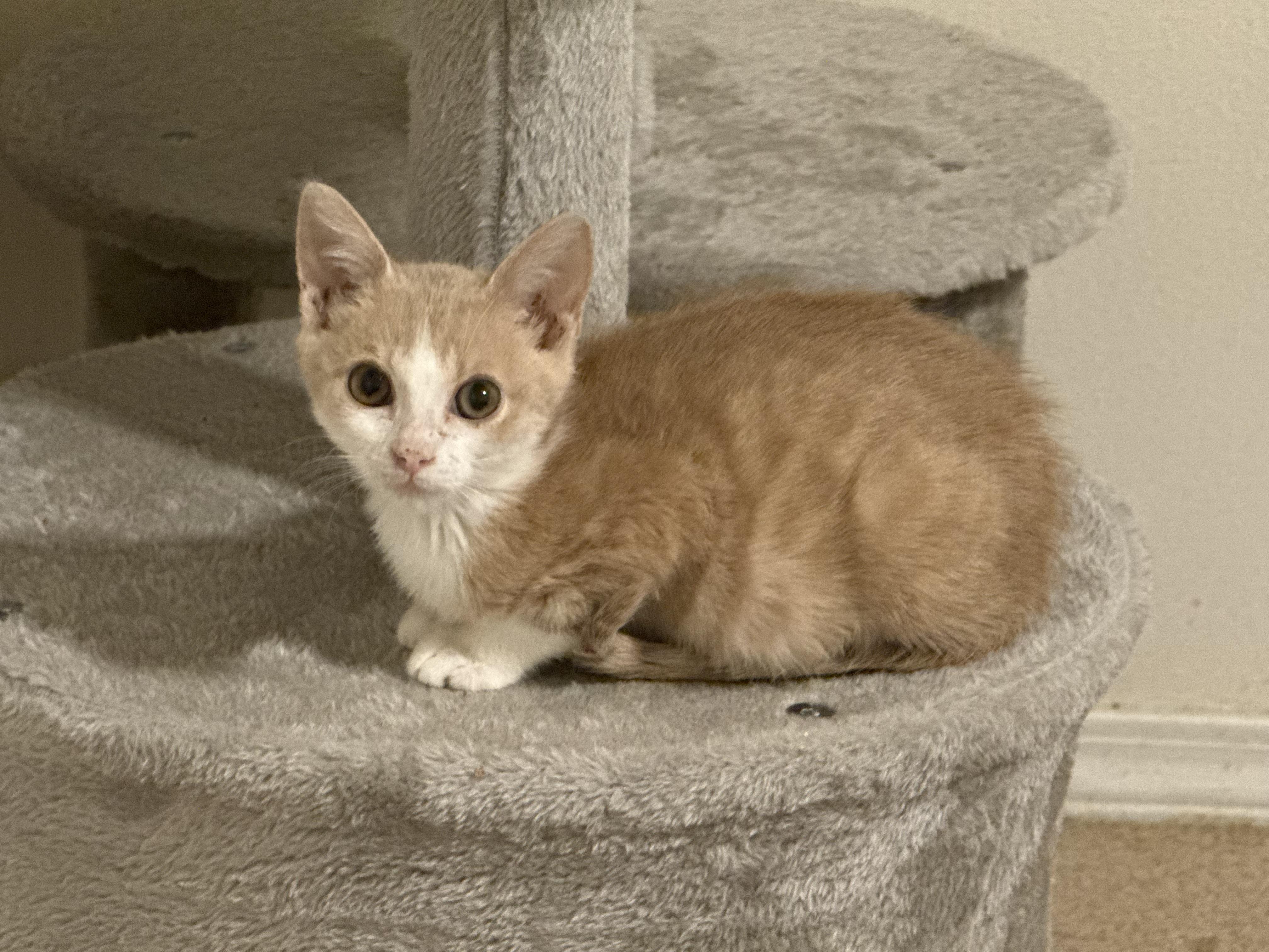 Huck, Adoptable, Kitten Male Domestic Short Hair.