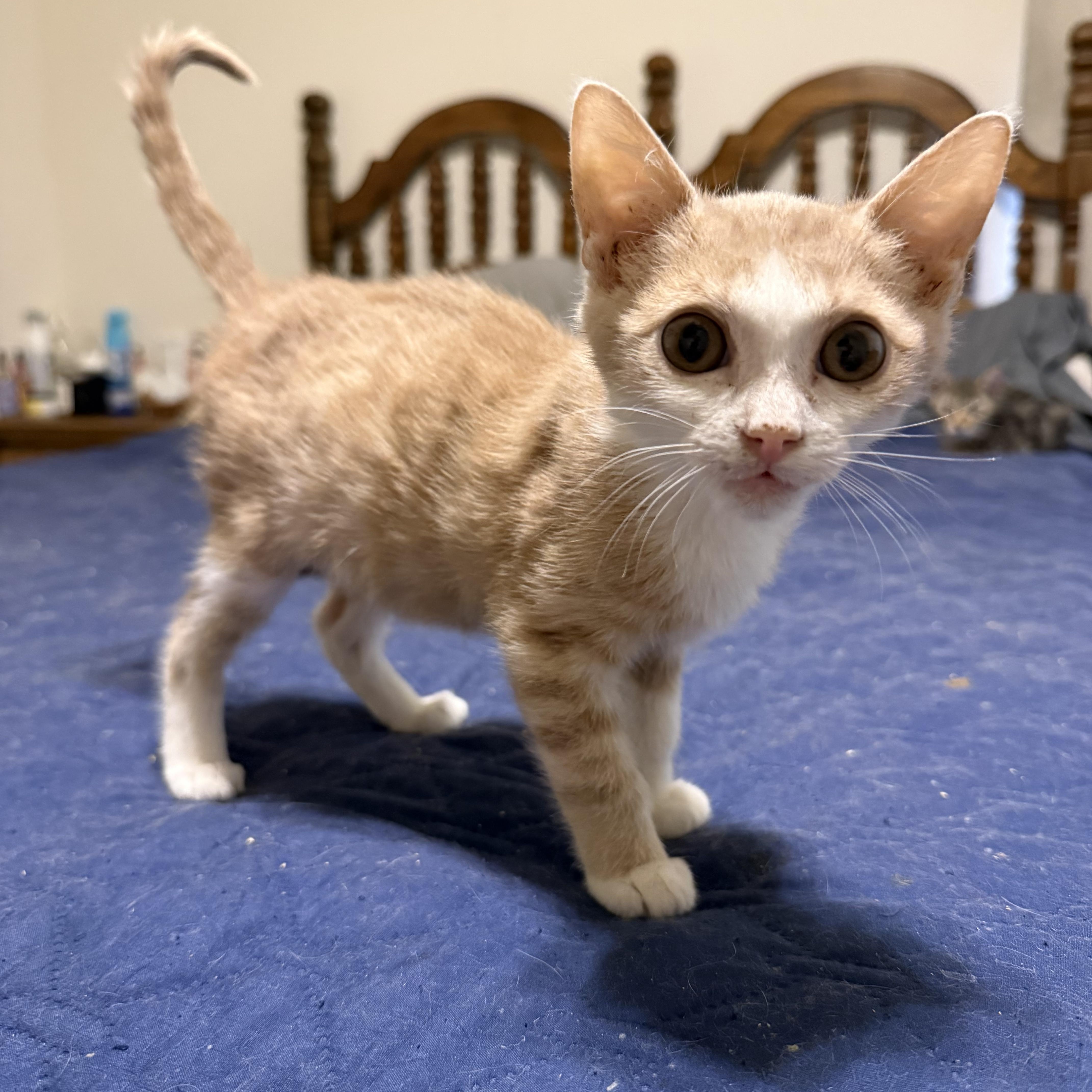Enlarge Huck, a Adoptable Domestic Short Hair in White Lake, MI image 2/2