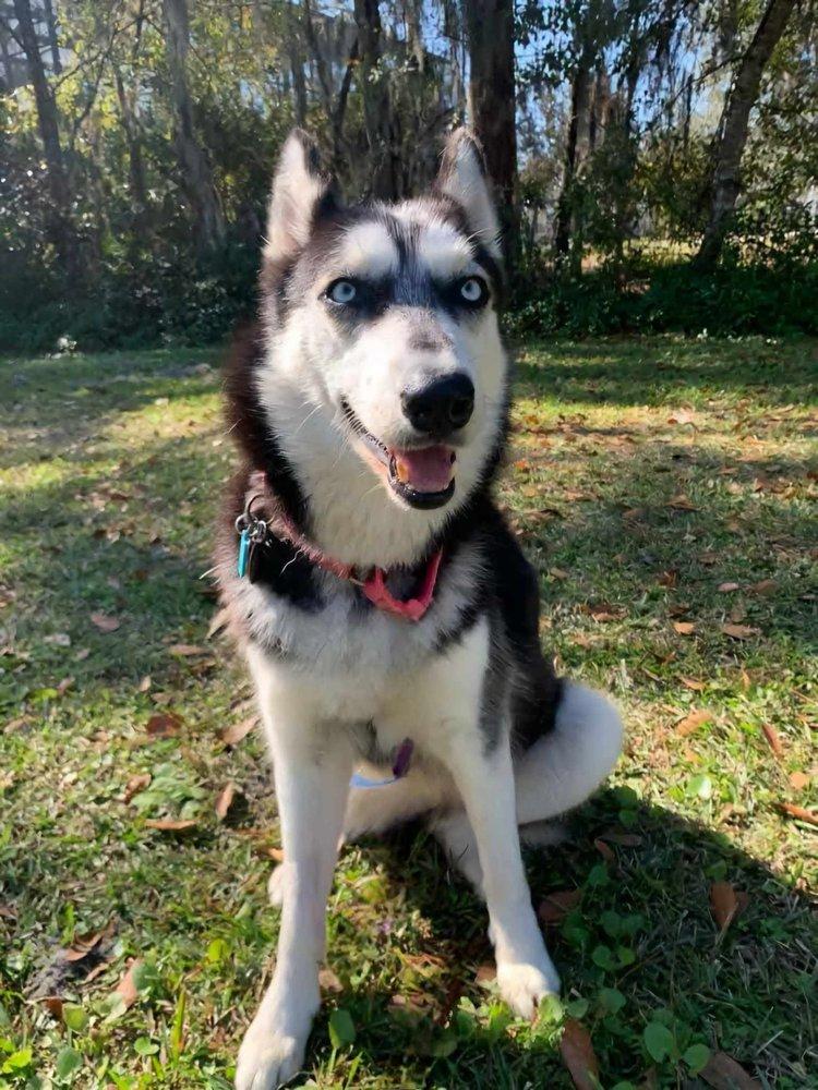 Laelle, a Adoptable Siberian Husky in Winter Springs, FL image 1/4