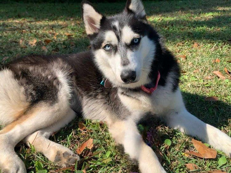 Laelle, a Adoptable Siberian Husky in Winter Springs, FL image 3/4