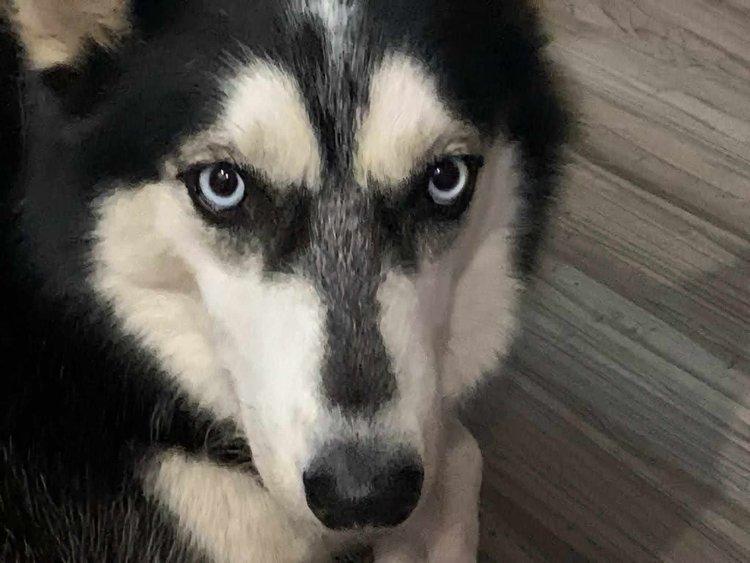 Laelle, a Adoptable Siberian Husky in Winter Springs, FL image 4/4