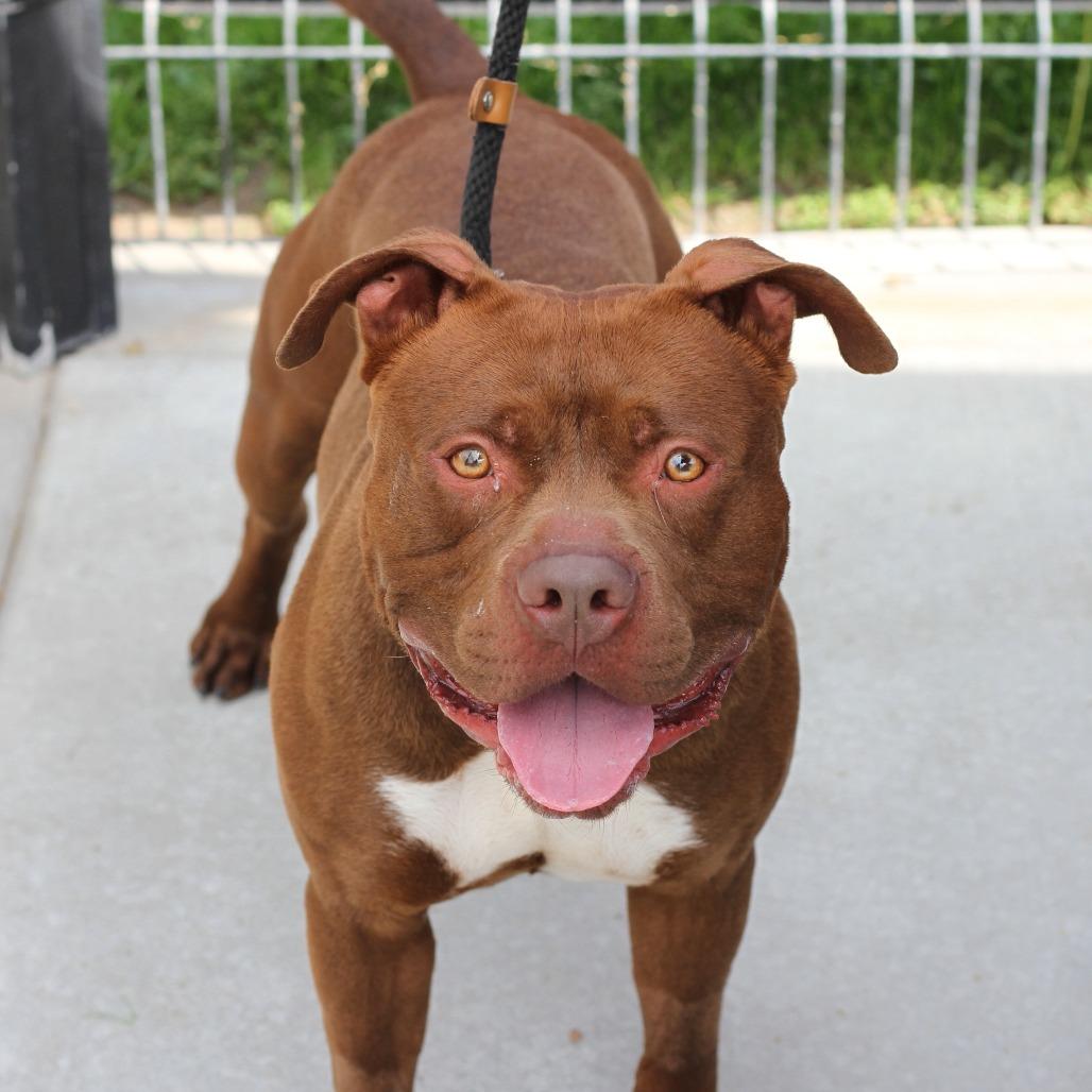 Enlarge King Kong, a Adoptable mixed breed in Hawthorne, CA image 1/1