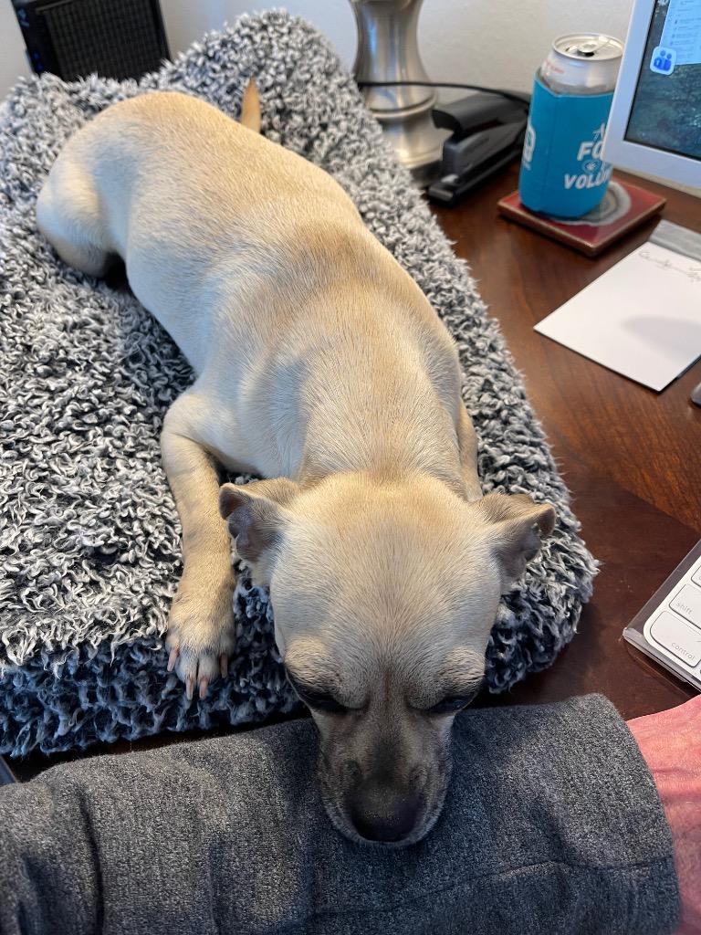 Enlarge Puggy, a Adoptable mixed breed in Cleveland, OH image 5/5