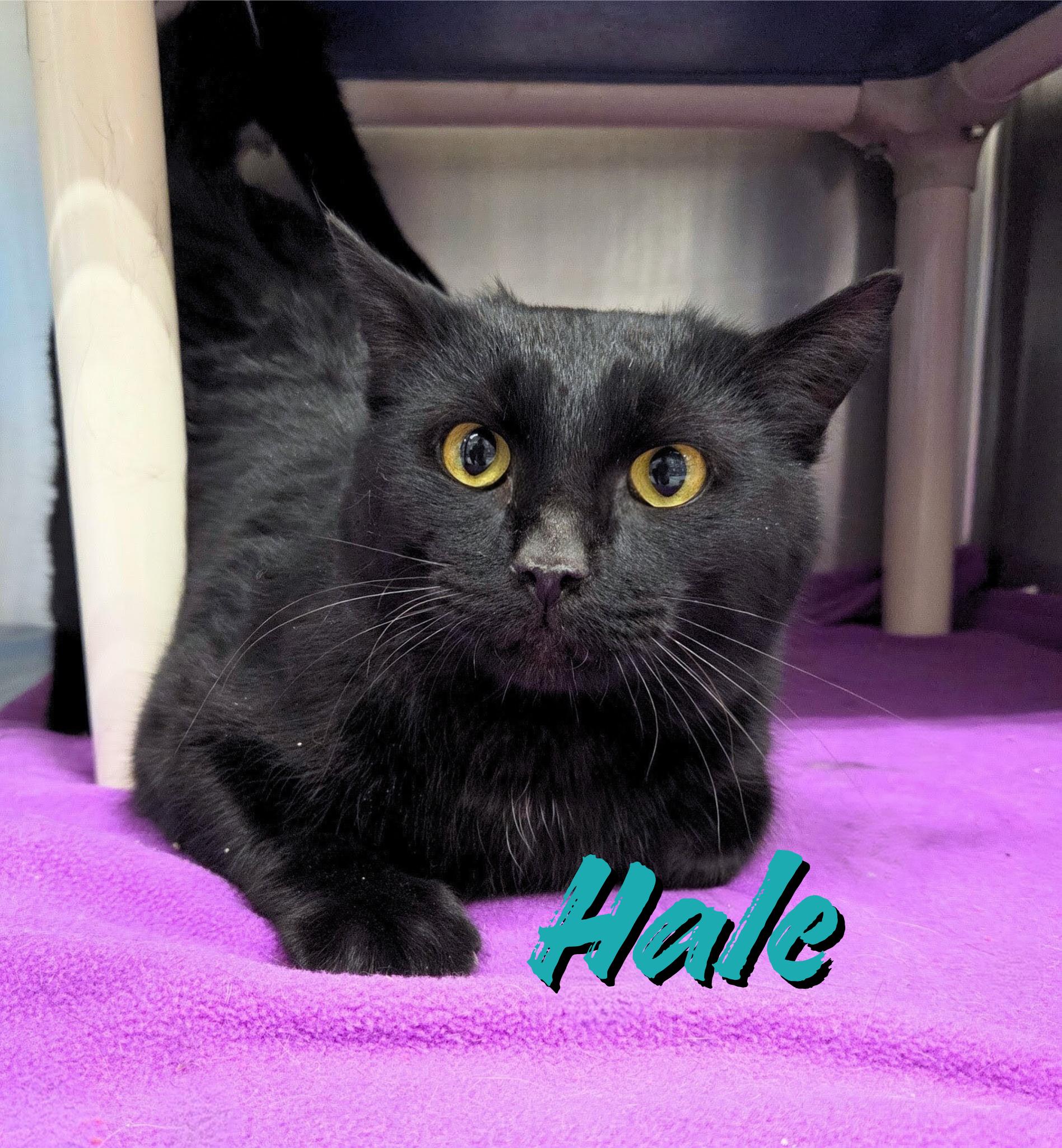 Hale, ADOPTABLE, Young Male Domestic Short Hair.