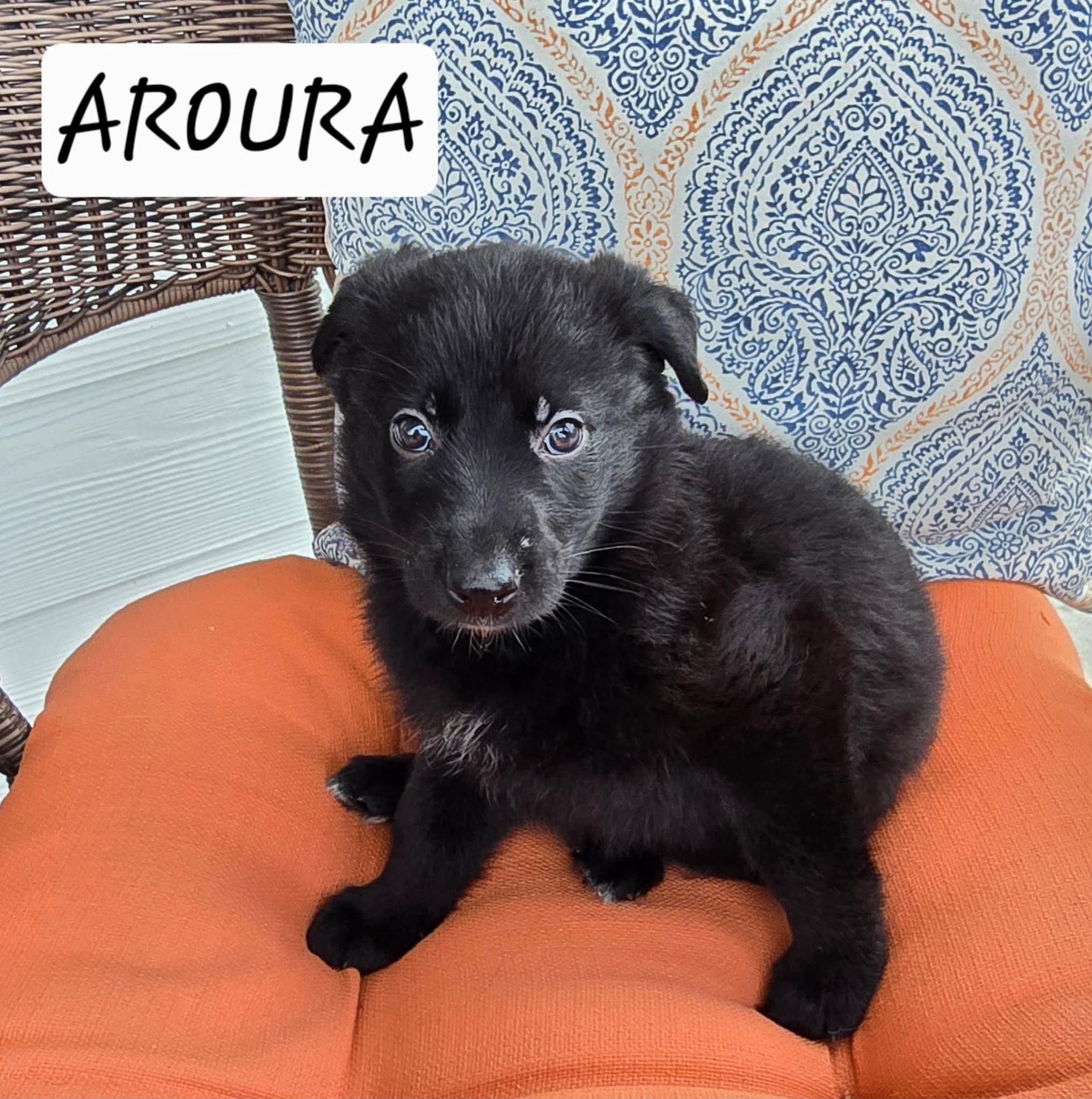 Aurora, Adoptable, Puppy Female Black Labrador Retriever & German Shepherd Dog.