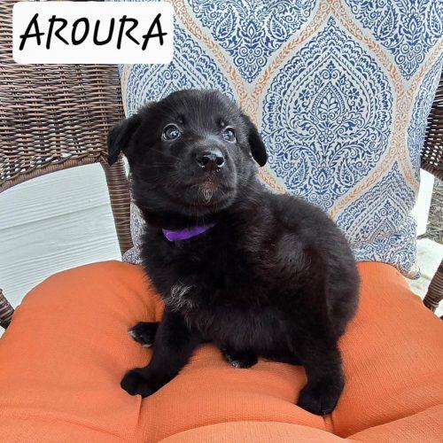 Enlarge Aurora, a Adoptable mixed breed in Sanford, NC image 2/2