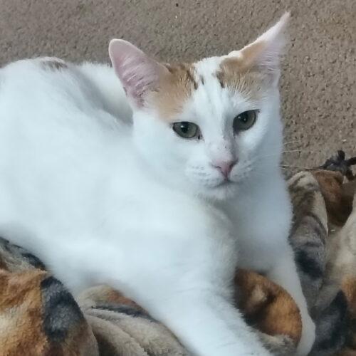 Enlarge Gigi, a Adoptable Domestic Short Hair in Gilbert, AZ image 1/1