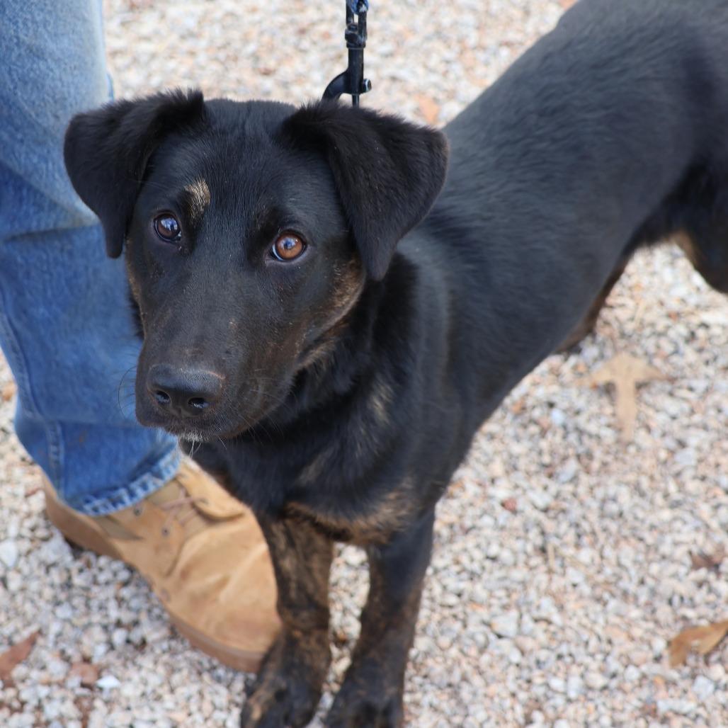 Tucker, Adoptable, Puppy Female German Shepherd Dog.