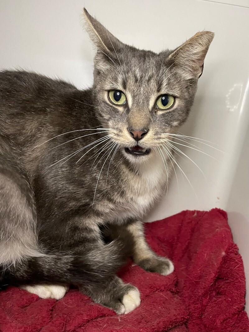 Orwin, Adoptable, Adult Female Domestic Short Hair.