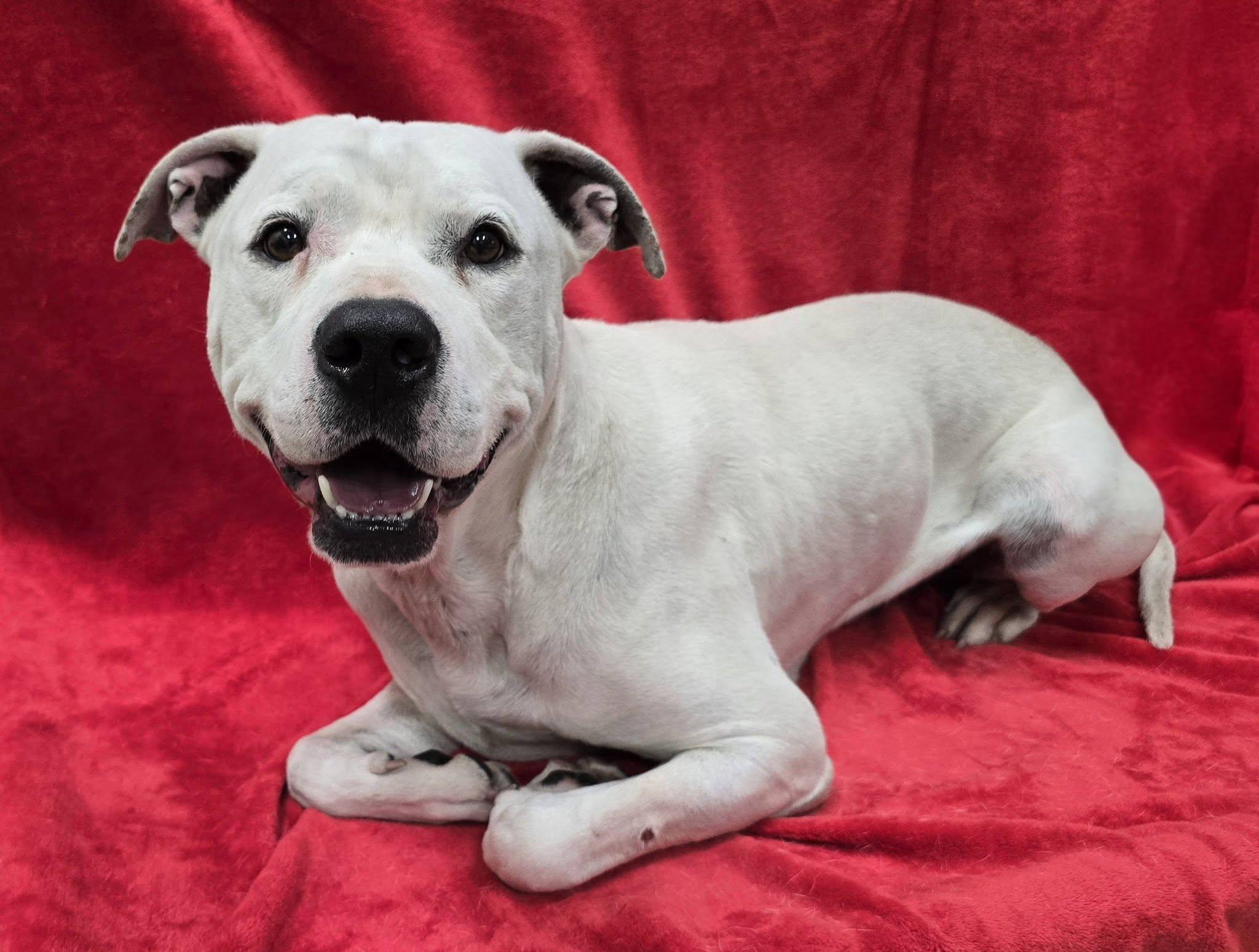 Rooster, adoptable, Adult Male Mixed Breed.