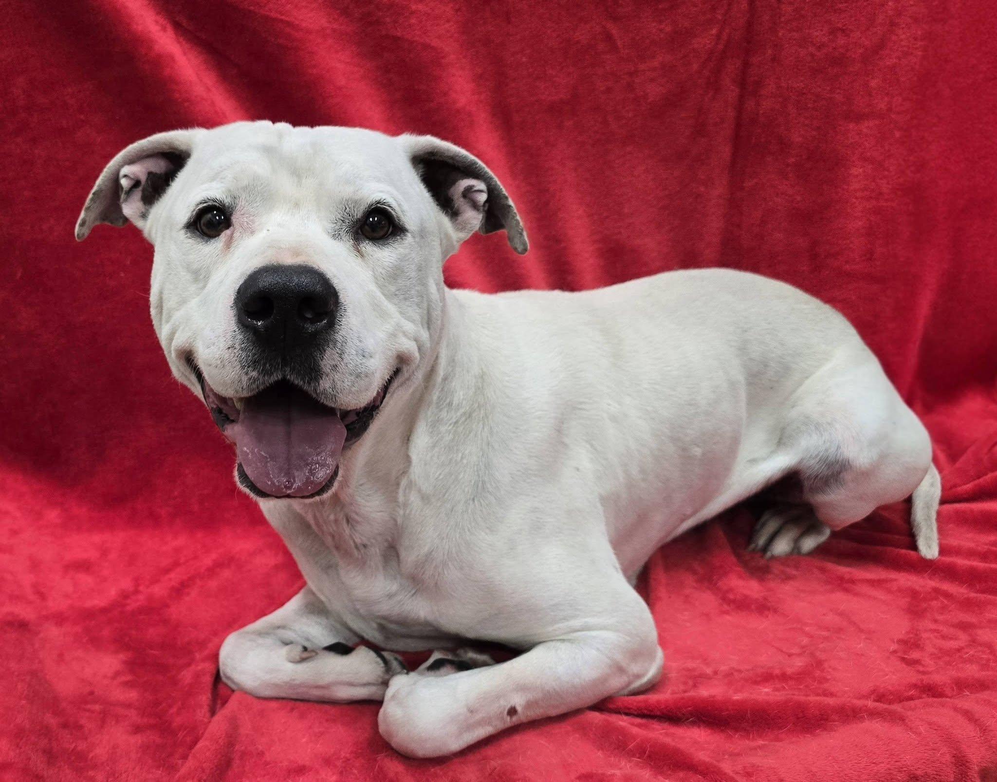 Enlarge Rooster, an adoptable Mixed Breed in Frankfort, IN image 3/3