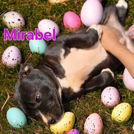 Mirabel