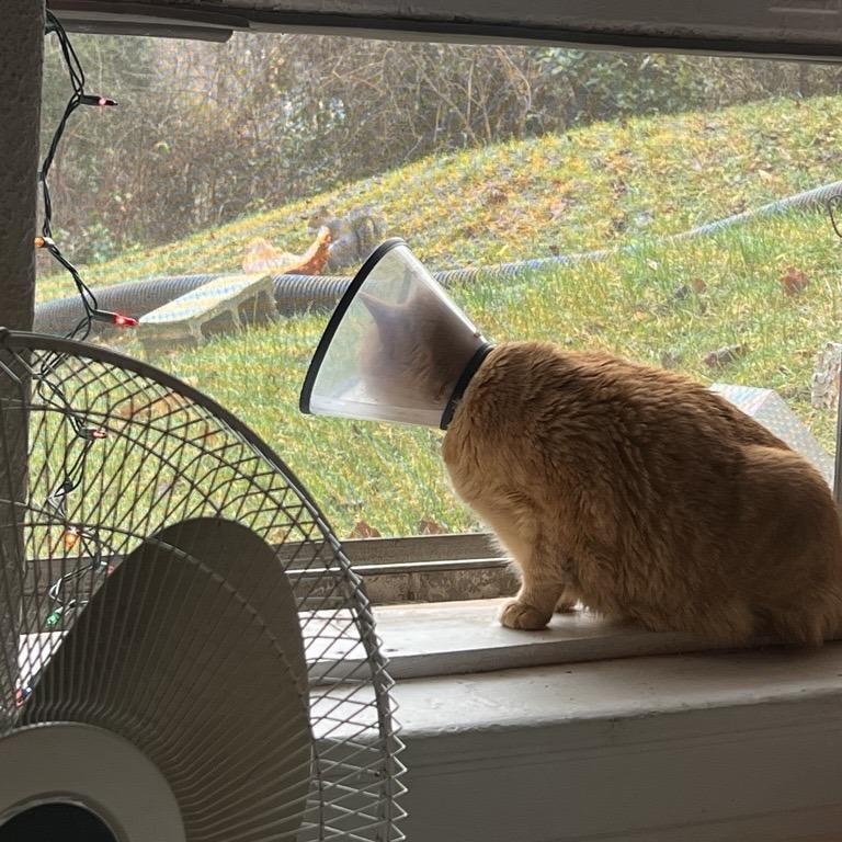 Henry, Adoptable, Senior Male Domestic Short Hair.