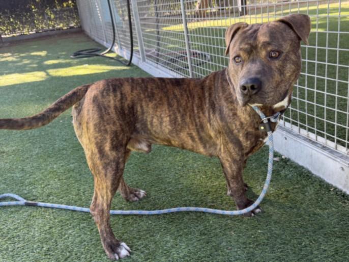 DANNY, Adoptable, Young Male Pit Bull Terrier.