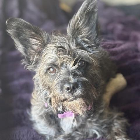 Stella, Adoptable, Puppy Female Terrier & Scottish Terrier.