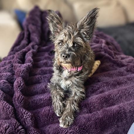 Enlarge Stella, a Adoptable mixed breed in Prior Lake, MN image 5/5