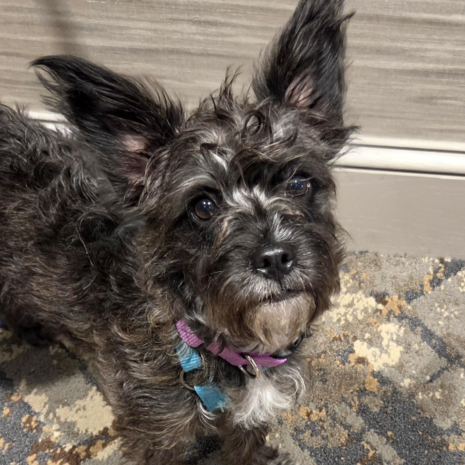 Enlarge Stella, a Adoptable mixed breed in Prior Lake, MN image 4/5