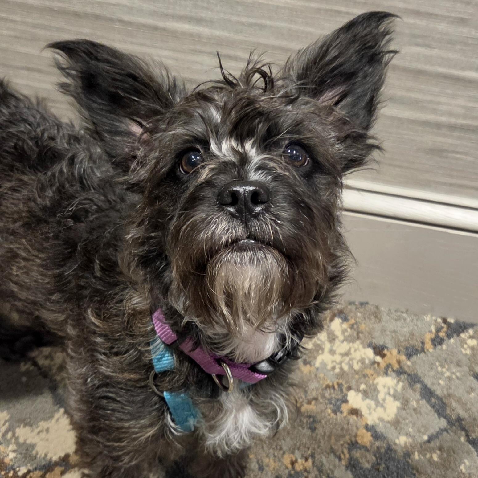 Enlarge Stella, a Adoptable mixed breed in Prior Lake, MN image 2/5