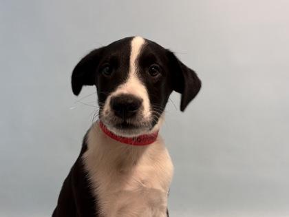 Apple Cider, Adoptable, Puppy Female Labrador Retriever & Mixed Breed.