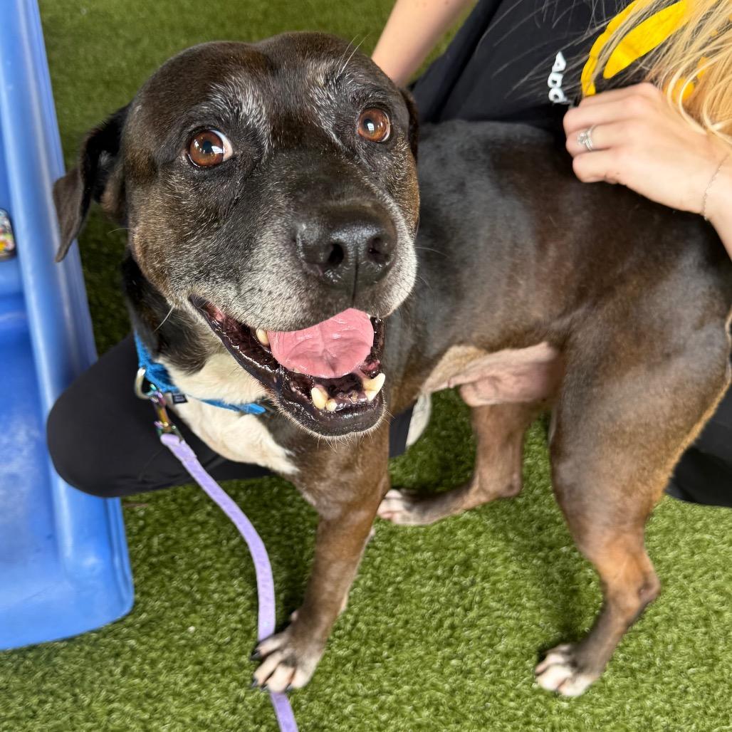 Rooster, Adoptable, Adult Male Hound & Mixed Breed.