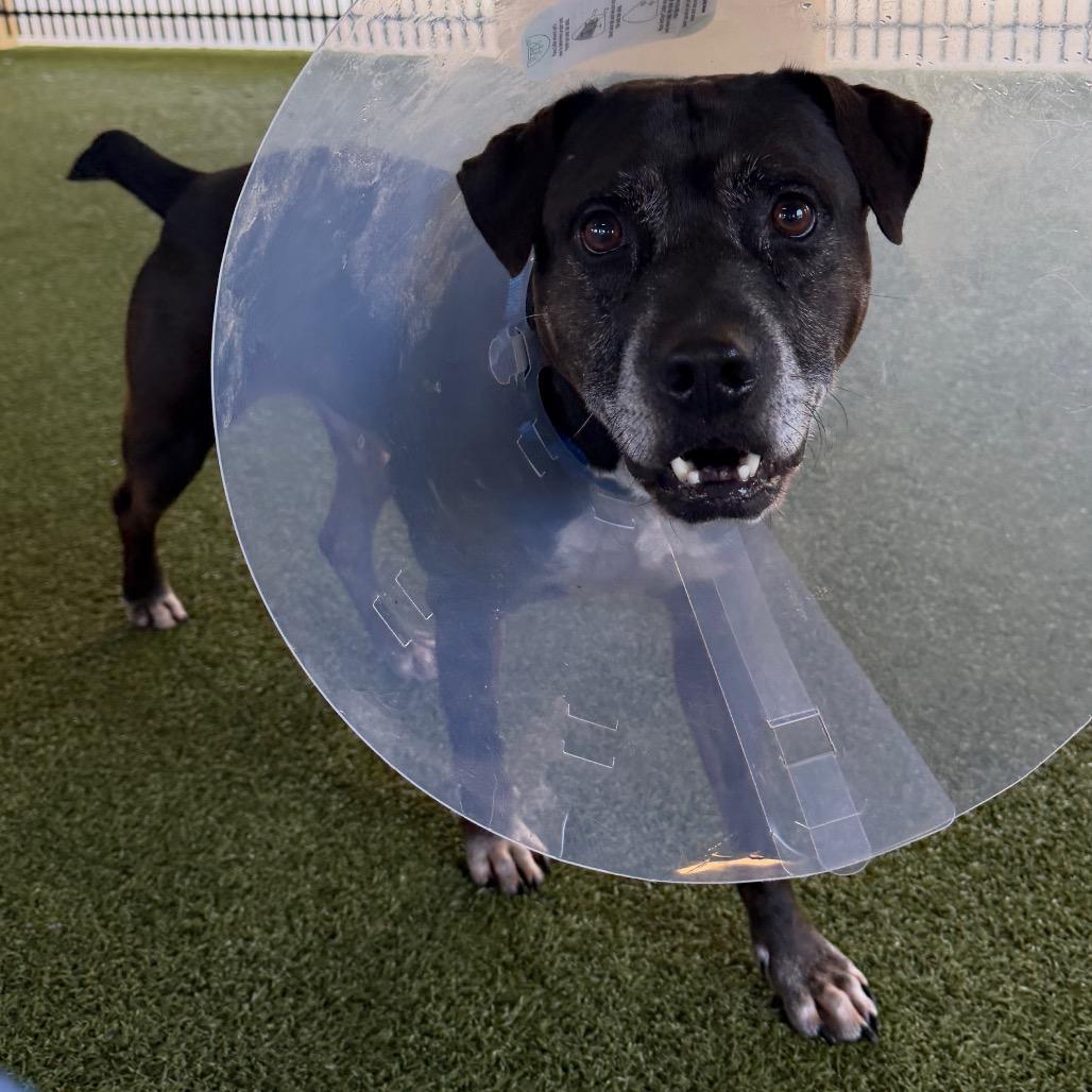 Rooster, a Adoptable mixed breed in West Palm Beach, FL image 2/6
